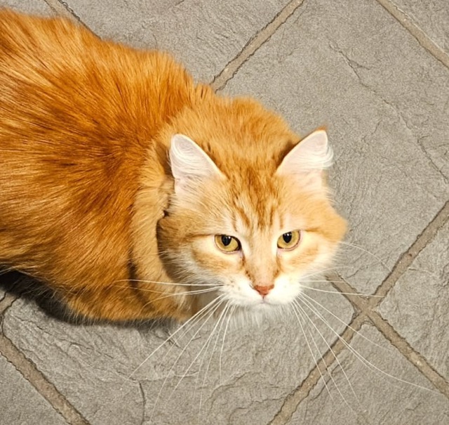 Sibirisk katt Ferrari